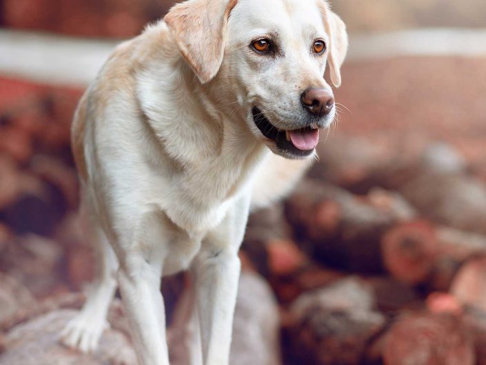 Hundeportrait Zelda