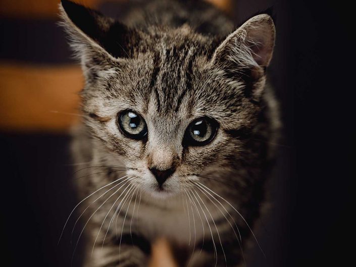 Katzenportrait Hoolaia